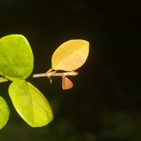 Ficus diversiformis Miq.